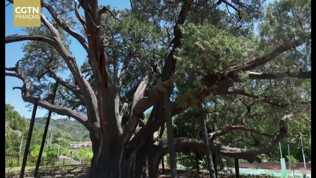 Médecin des arbres, gardien de la mémoire de Beijing Médecin des arbres, gardien de la mémoire de Beijing