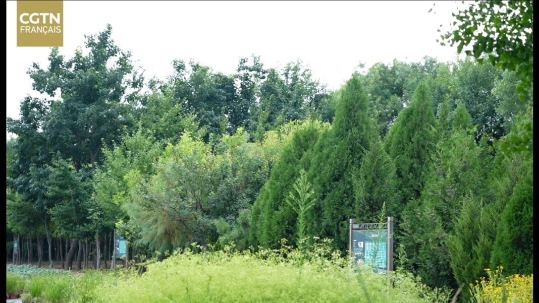 Médecins des arbres : sauver la mémoire génétique des arbres millénaires Médecins des arbres : sauver la mémoire génétique des arbres millénaires